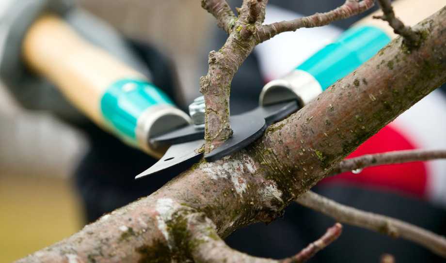 Tree Trimming